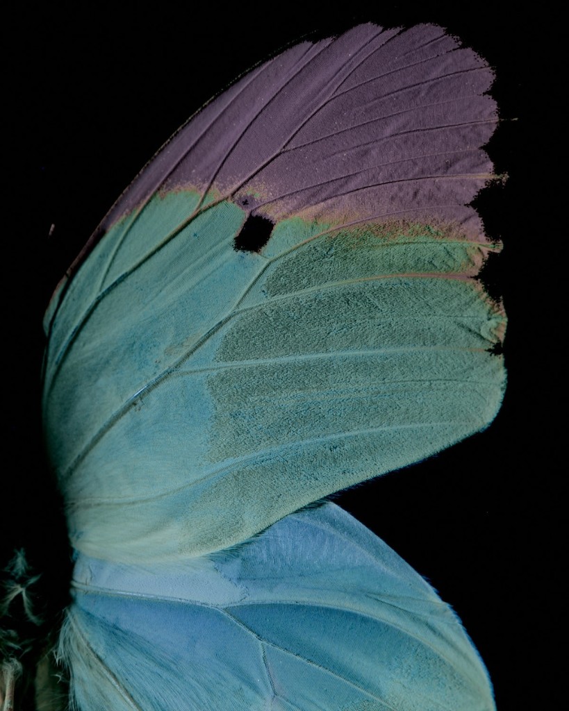 Butterfly wing close-up