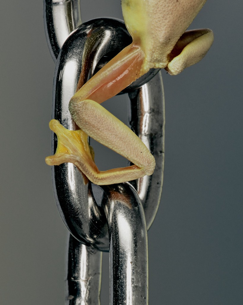 Frog gripping a metal chain