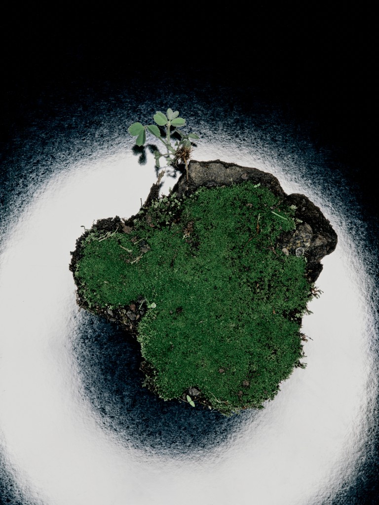 Moss island with sprouting plant